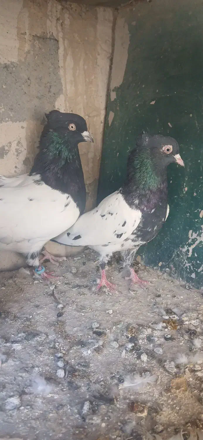 کله سیاه درشت|پرنده|بناب, |دیوار