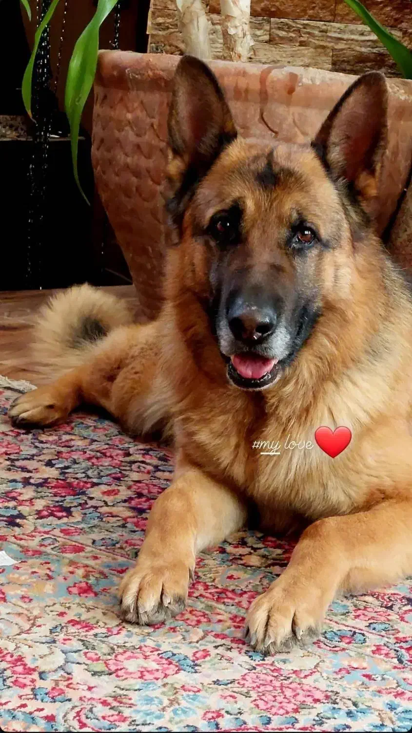 سگ ژرمن ((گم شده))|حیوانات|کرمان, |دیوار