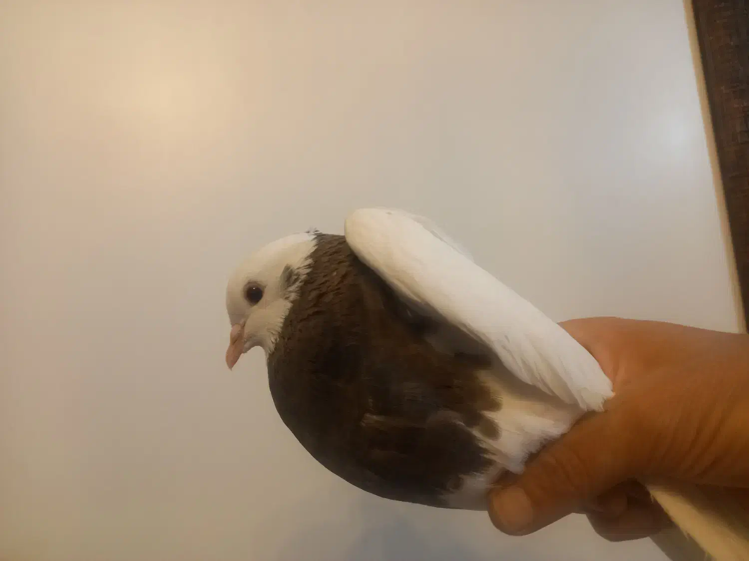 کبوتر طوقی|پرنده|مشهد, آزادشهر|دیوار