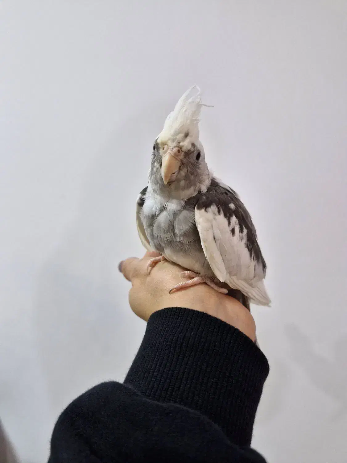 عروس وایت فیس نر ۳ ماهه|پرنده|سنگر, |دیوار