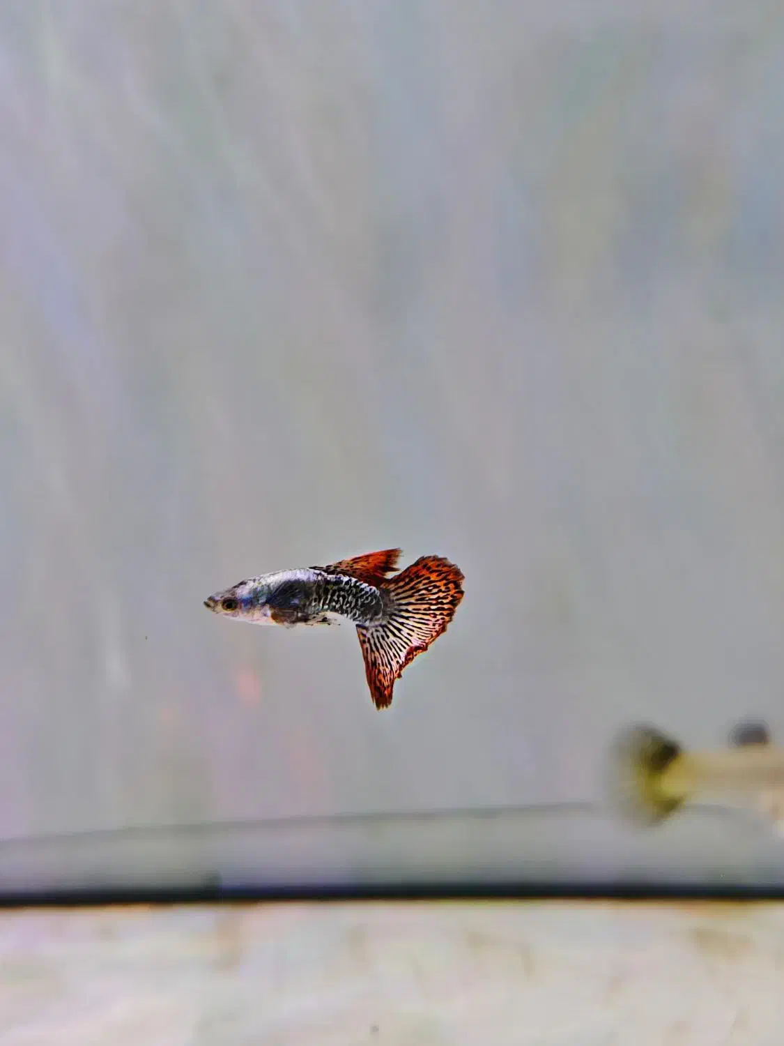 ماهی گوپی  ویژه تکثیر و مولد|ماهی|اهواز, فاز ۲ پادادشهر|دیوار