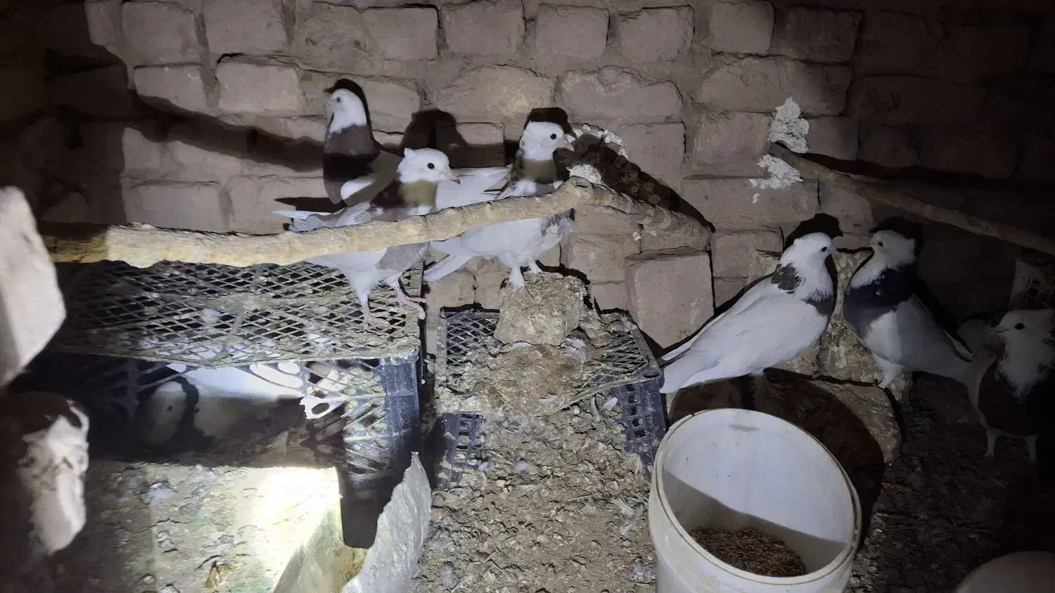 کفتر طوقی پاک|پرنده|قائن, |دیوار