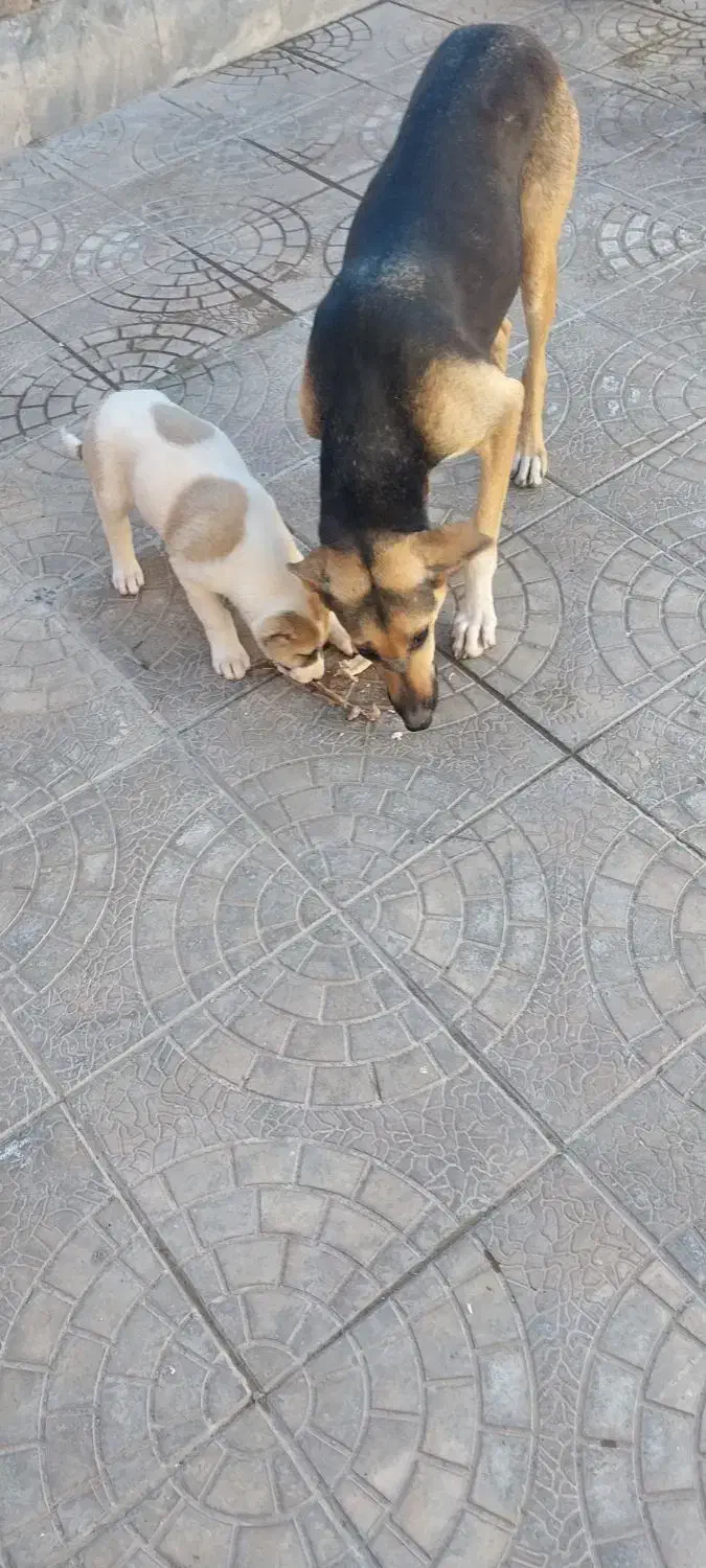 سگ ژرمن ماده ویه توله نر|سگ|کاشمر, |دیوار