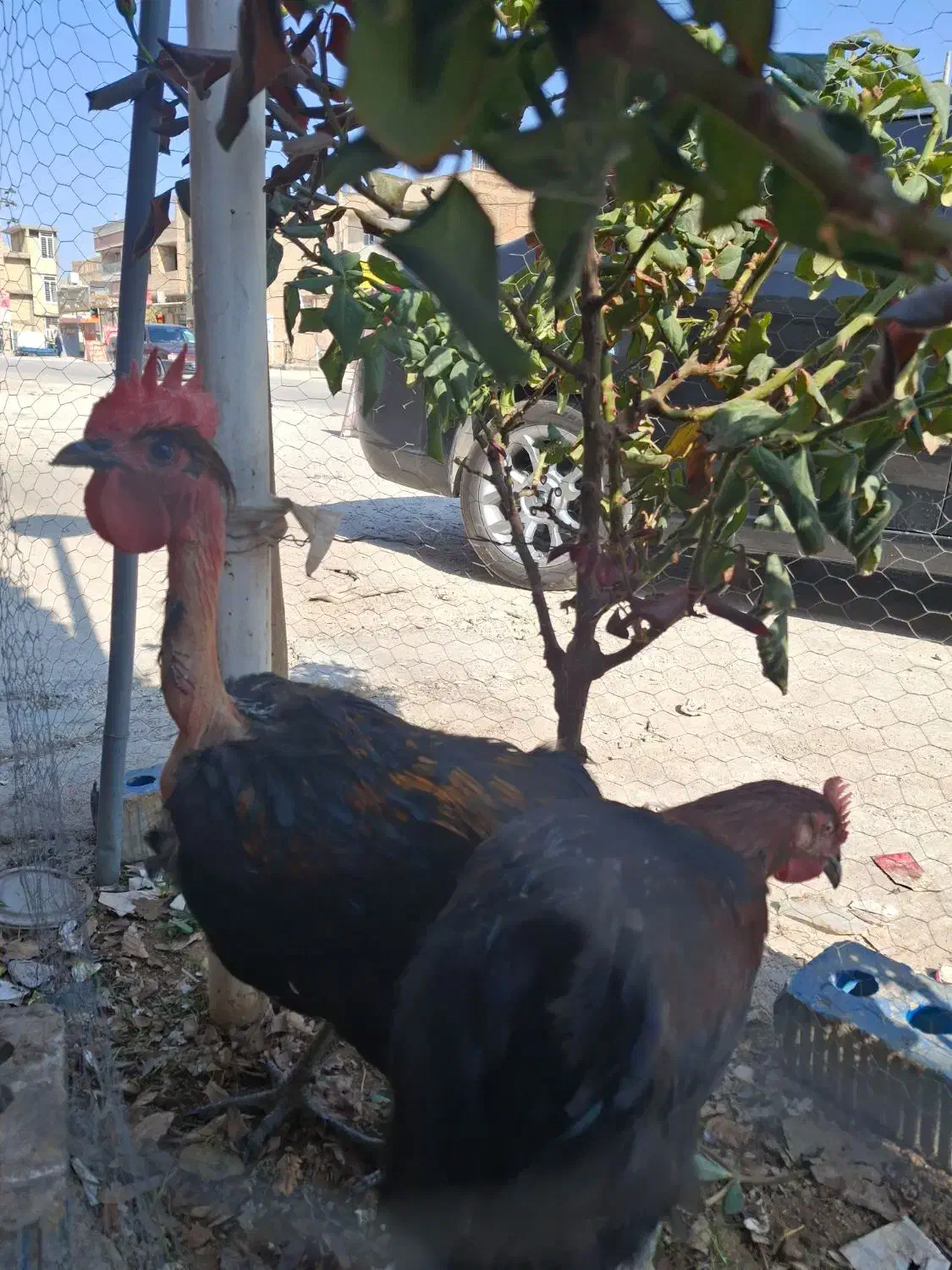 خروس محلی اصل پا سیاه|حیوانات مزرعه|شیراز, میانرود|دیوار