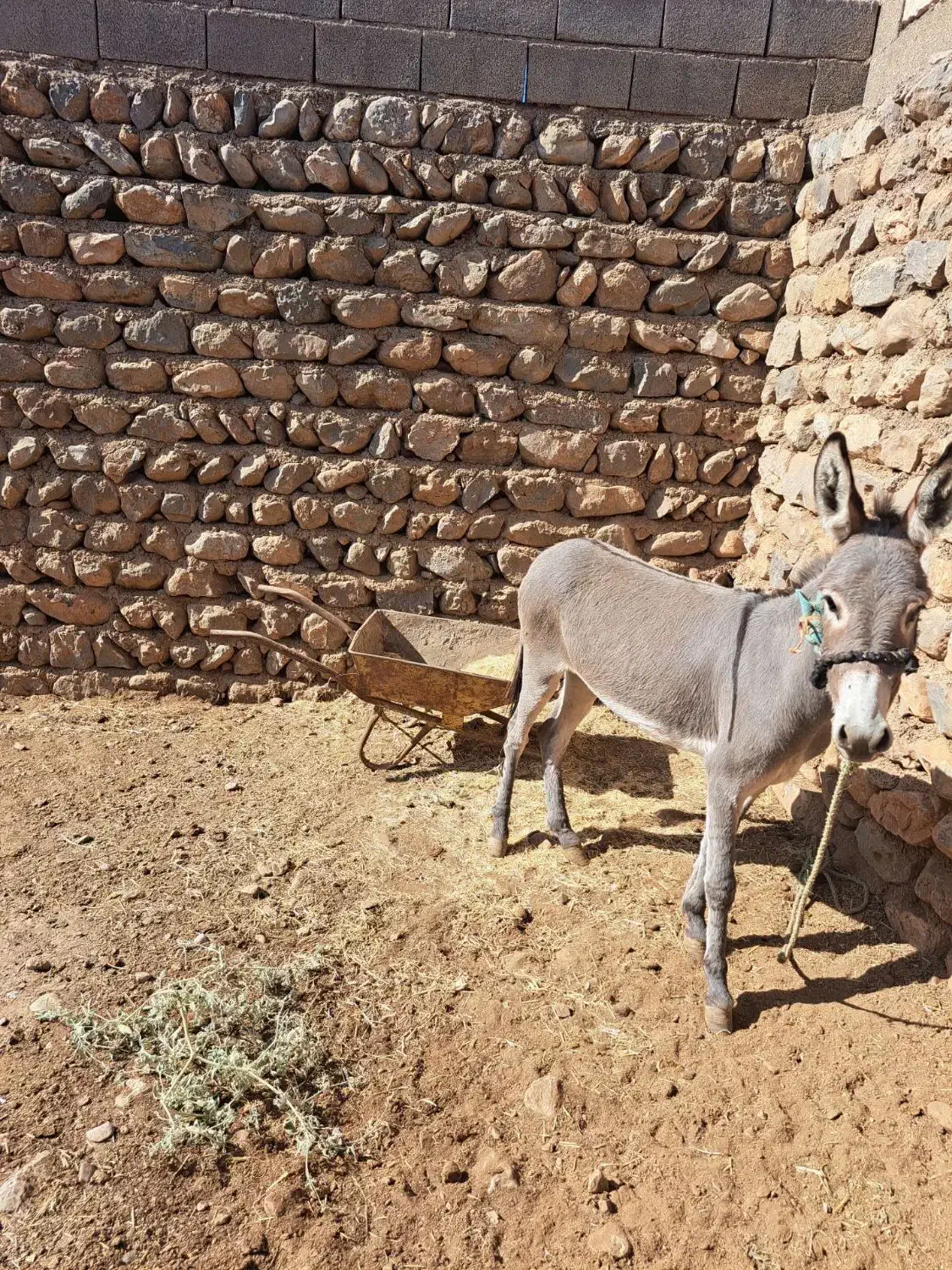 خر سرحال|حیوانات مزرعه|چگنی, |دیوار