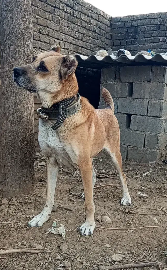 ماده افغان بی نظیر نگهبان صفت|سگ|تهران, زعفرانیه|دیوار