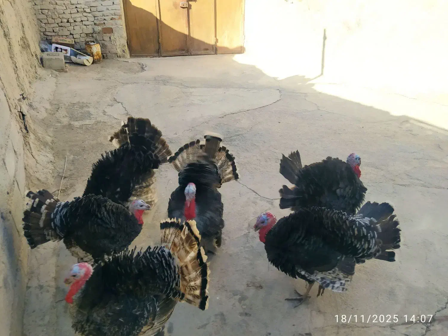 بوقلمون|حیوانات مزرعه|زهک, |دیوار