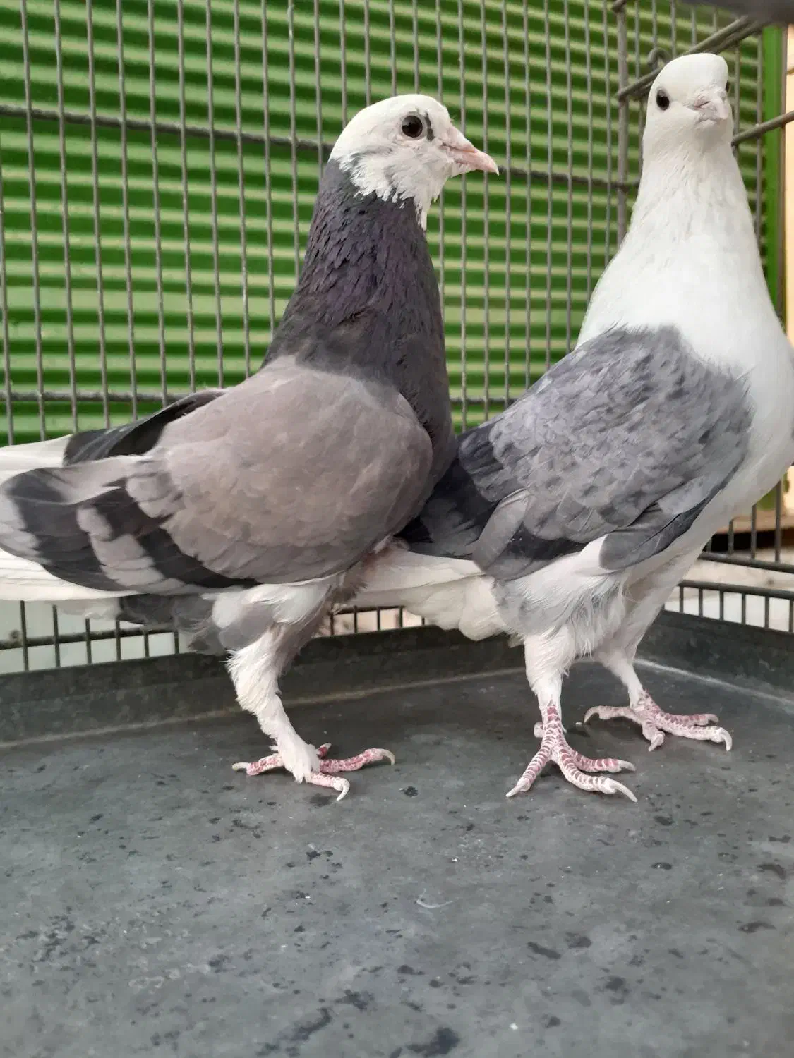 کبوتر پرشی|پرنده|تهران, ائمه اطهار|دیوار