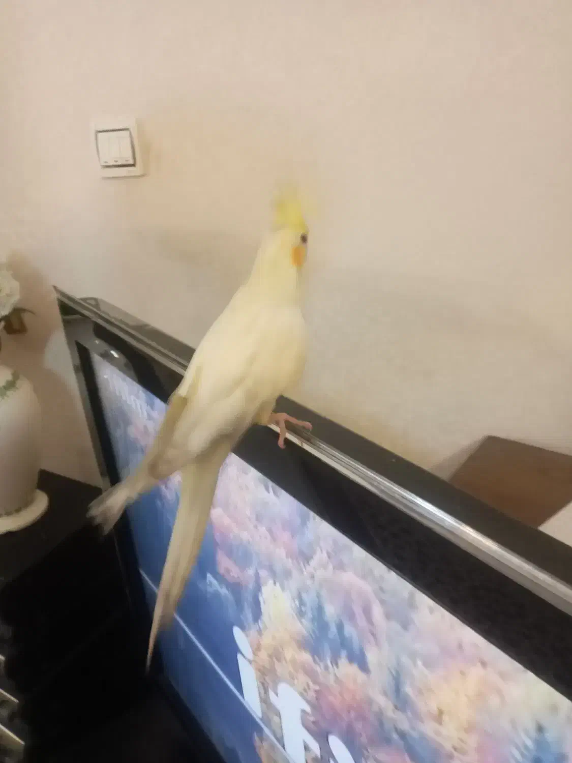 عروس هلندی (خانگی سالم)|پرنده|چهاردانگه (تهران), |دیوار