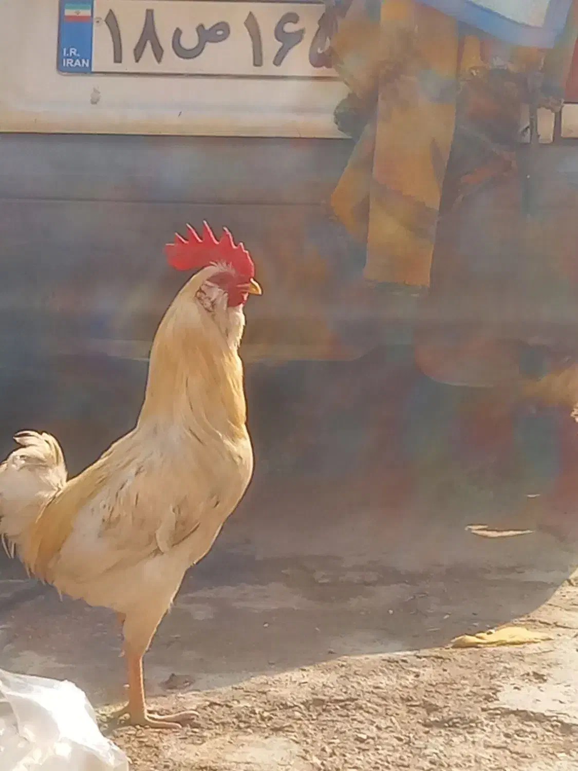 خروس کلین ریشو|حیوانات مزرعه|باوی, |دیوار