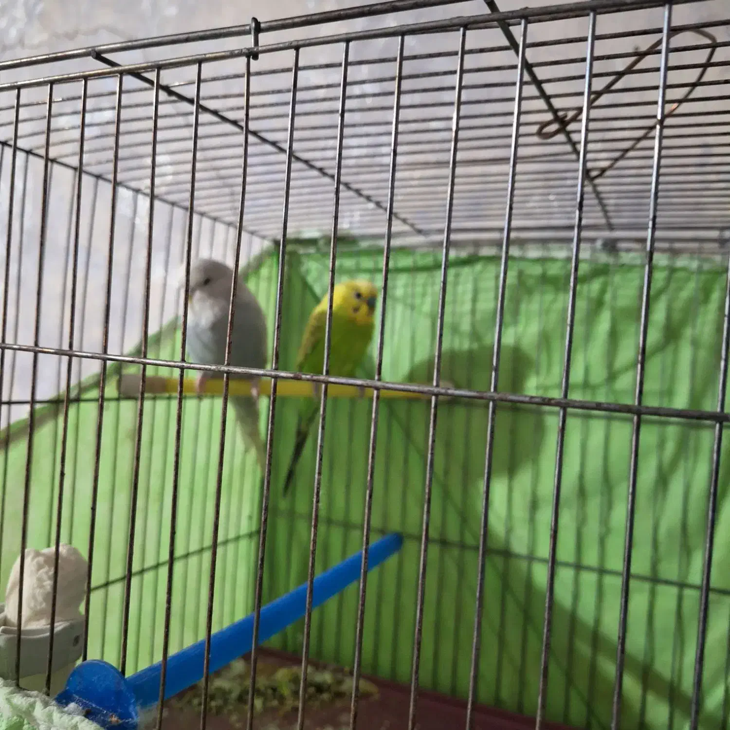 پرنده مرغ عشق|پرنده|پاکدشت, پاکدشت (مامازند)|دیوار