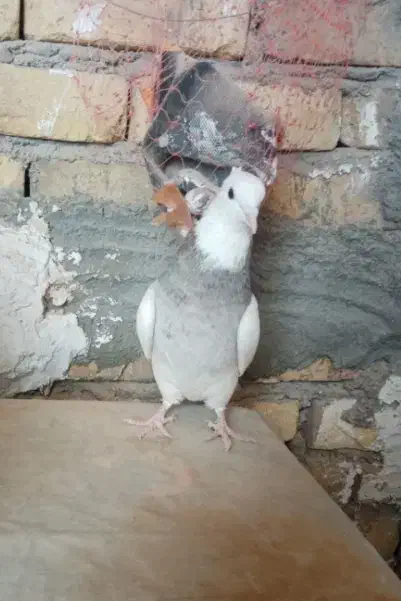 طوقی فروشی|پرنده|زارچ, |دیوار