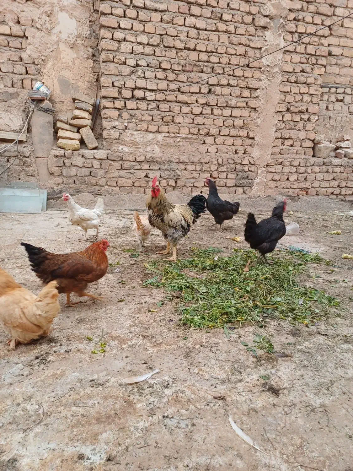 مرغ خروس خونگی|حیوانات مزرعه|قم, شهرک امام حسن|دیوار