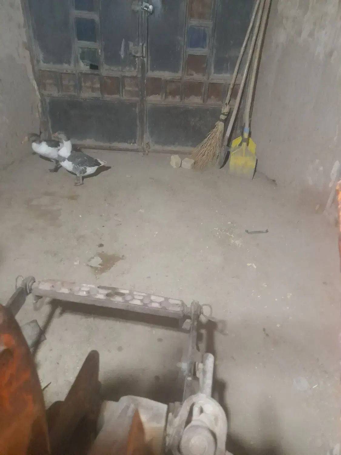 یک جفت غاز|حیوانات مزرعه|تاکستان, |دیوار