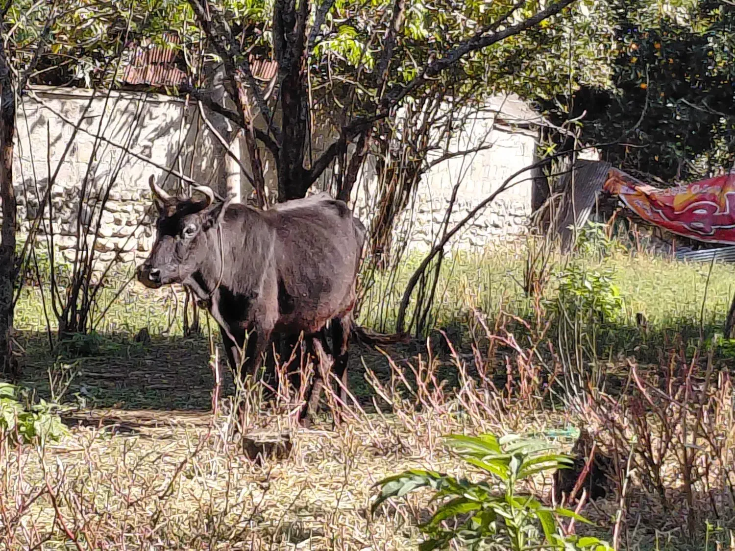 گاوو گوساله نر|حیوانات مزرعه|رشت, نیکمرام|دیوار