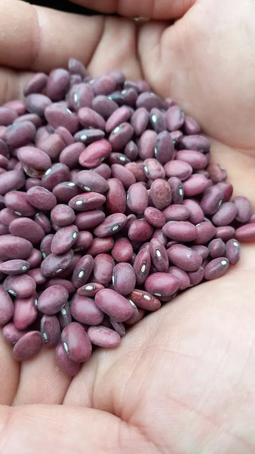 چهار تن ونیم لوبیا قرمز دست چین|خوردنی و آشامیدنی|گلپایگان, |دیوار