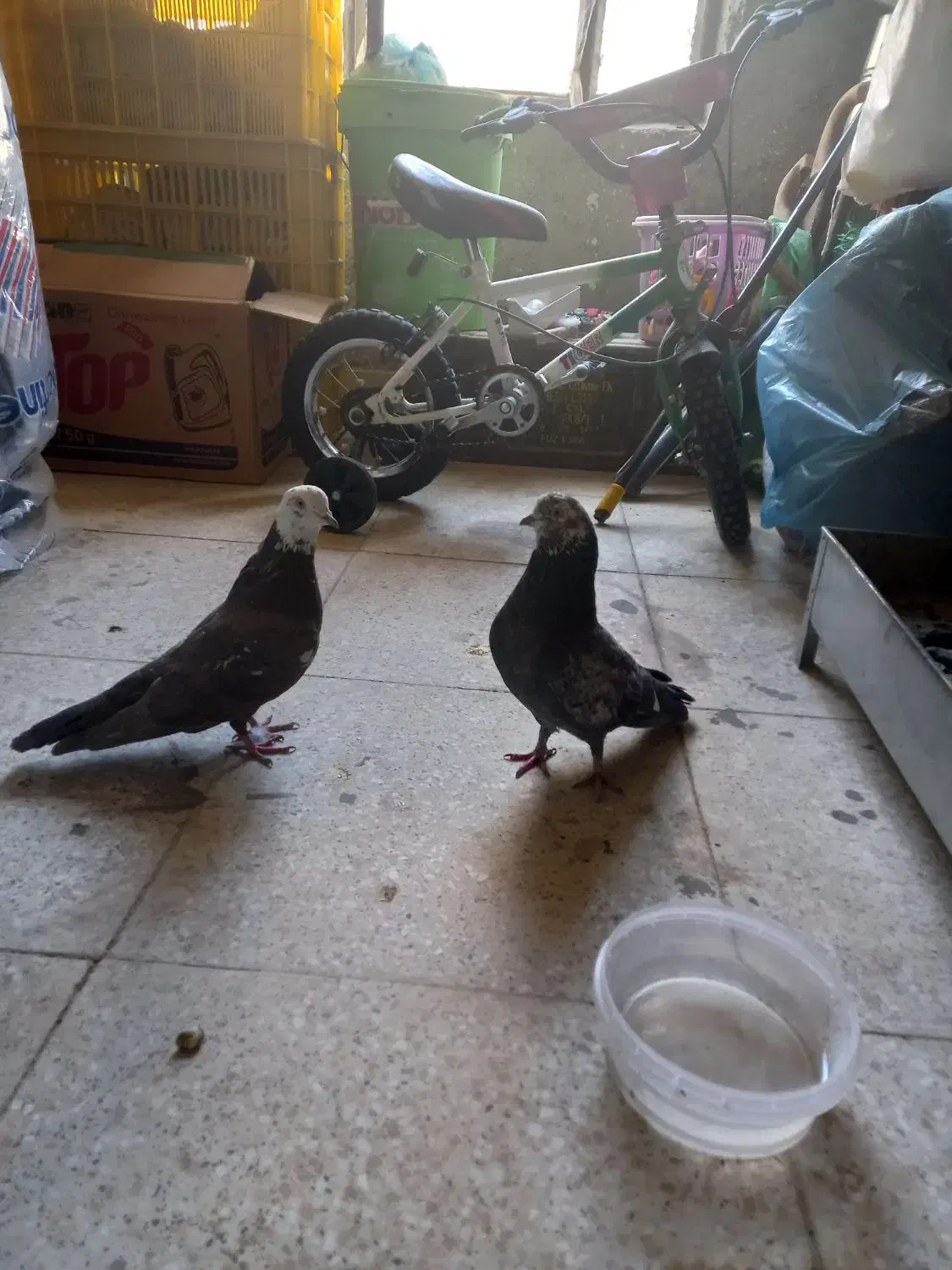 یک جفت کفتر|پرنده|ملایر, |دیوار