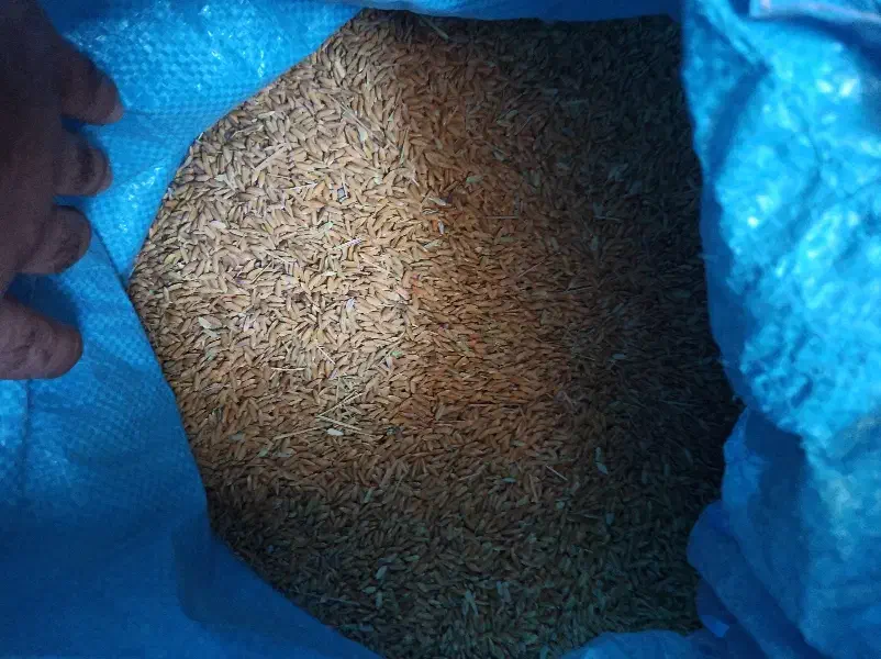 چلتوک ، برنج|خوردنی و آشامیدنی|مرودشت, محمد آباد|دیوار