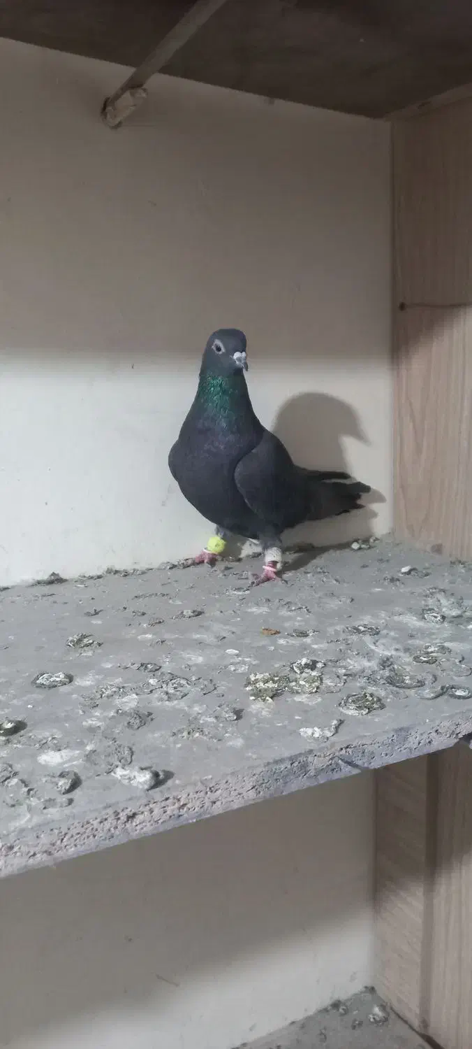 زیل ماده|پرنده|قزوین, |دیوار