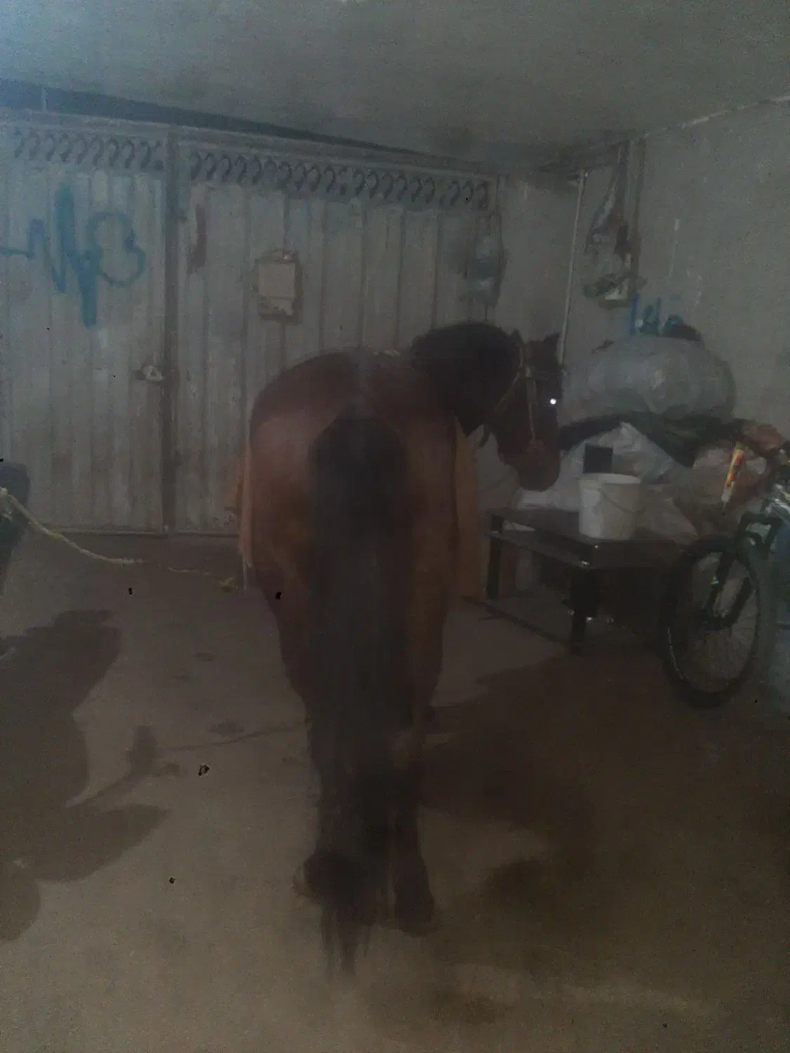 خرید وفروش اسب باری وسواری|اسب و تجهیزات اسب‌سواری|خوش‌رودپی, |دیوار