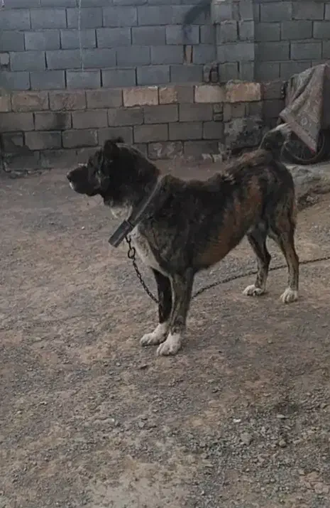 سگ افغان|سگ|مشهد, کارگران|دیوار