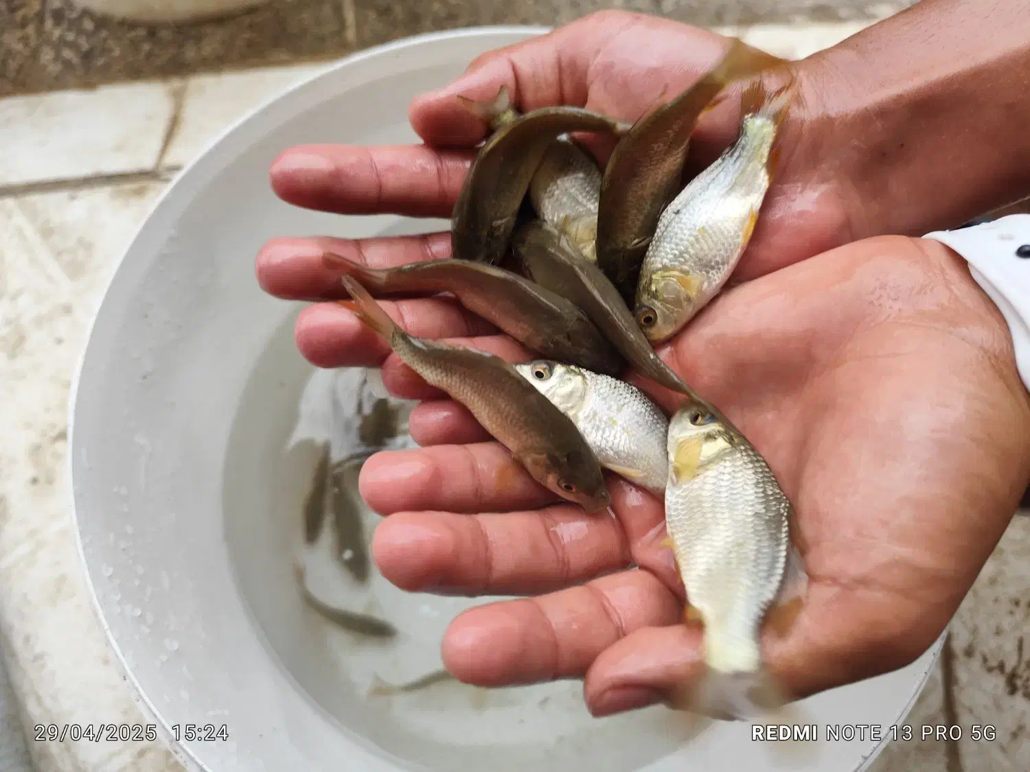 ماهی کپور|ماهی|همدان, |دیوار