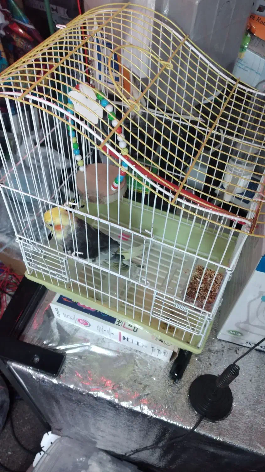 عروس هلندی نر|پرنده|چالوس, |دیوار