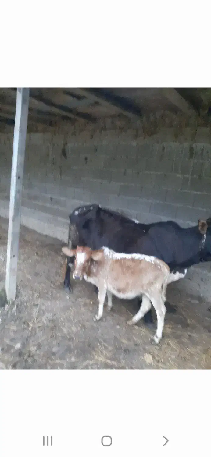 گاو شیرده با گوساله|حیوانات مزرعه|توتکابن, |دیوار