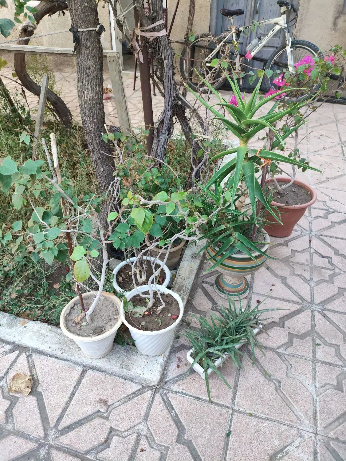 گلو گیاه|گل و گیاه طبیعی|آذرشهر, |دیوار