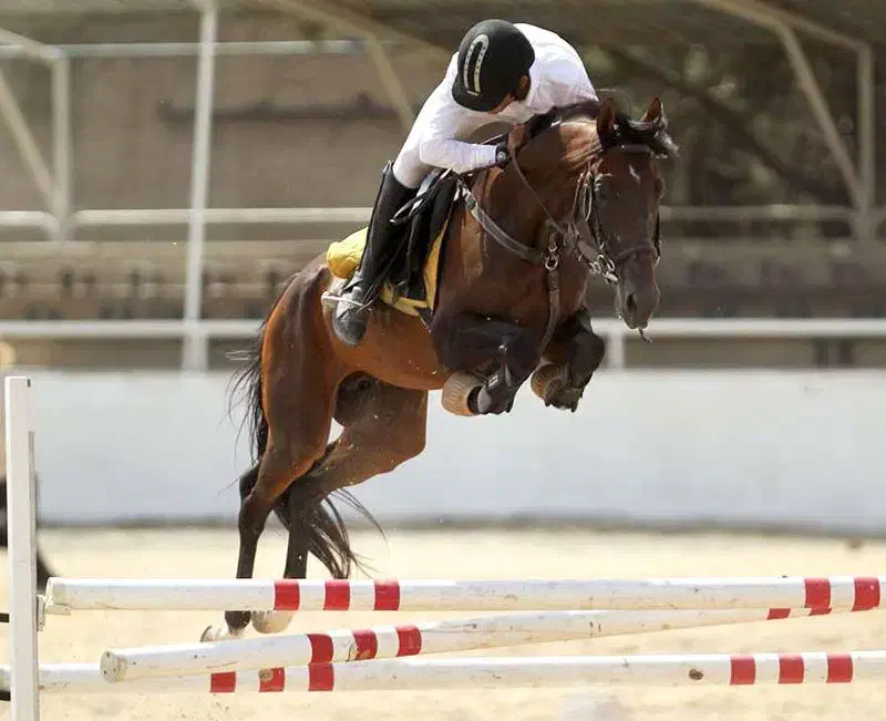 اسب تربیت...اسب|اسب و تجهیزات اسبسواری|قم, پردیسان|دیوار