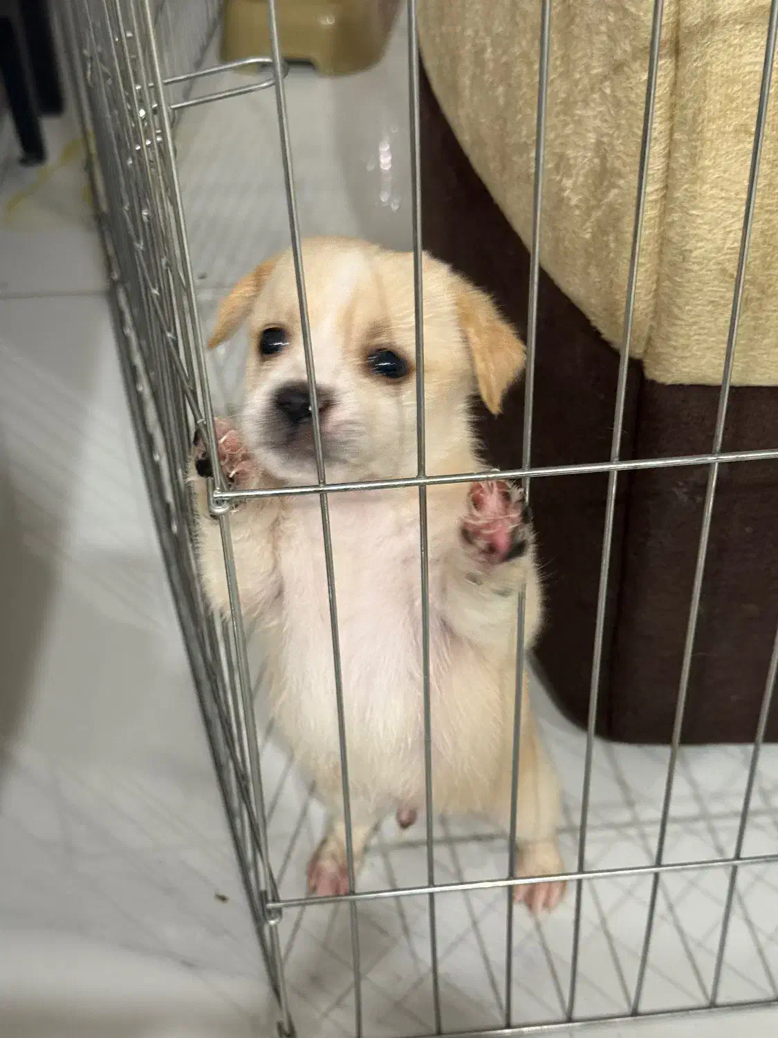 توله سگ آپارتمانی|سگ|اصفهان, هزارجریب|دیوار