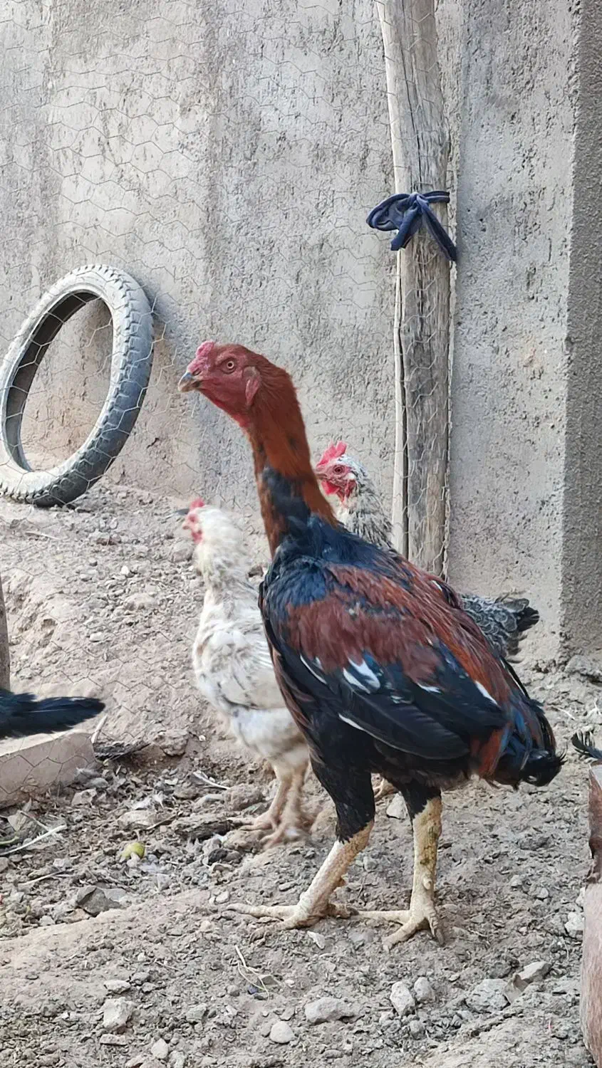 خروس لاری|حیوانات مزرعه|تایباد, |دیوار