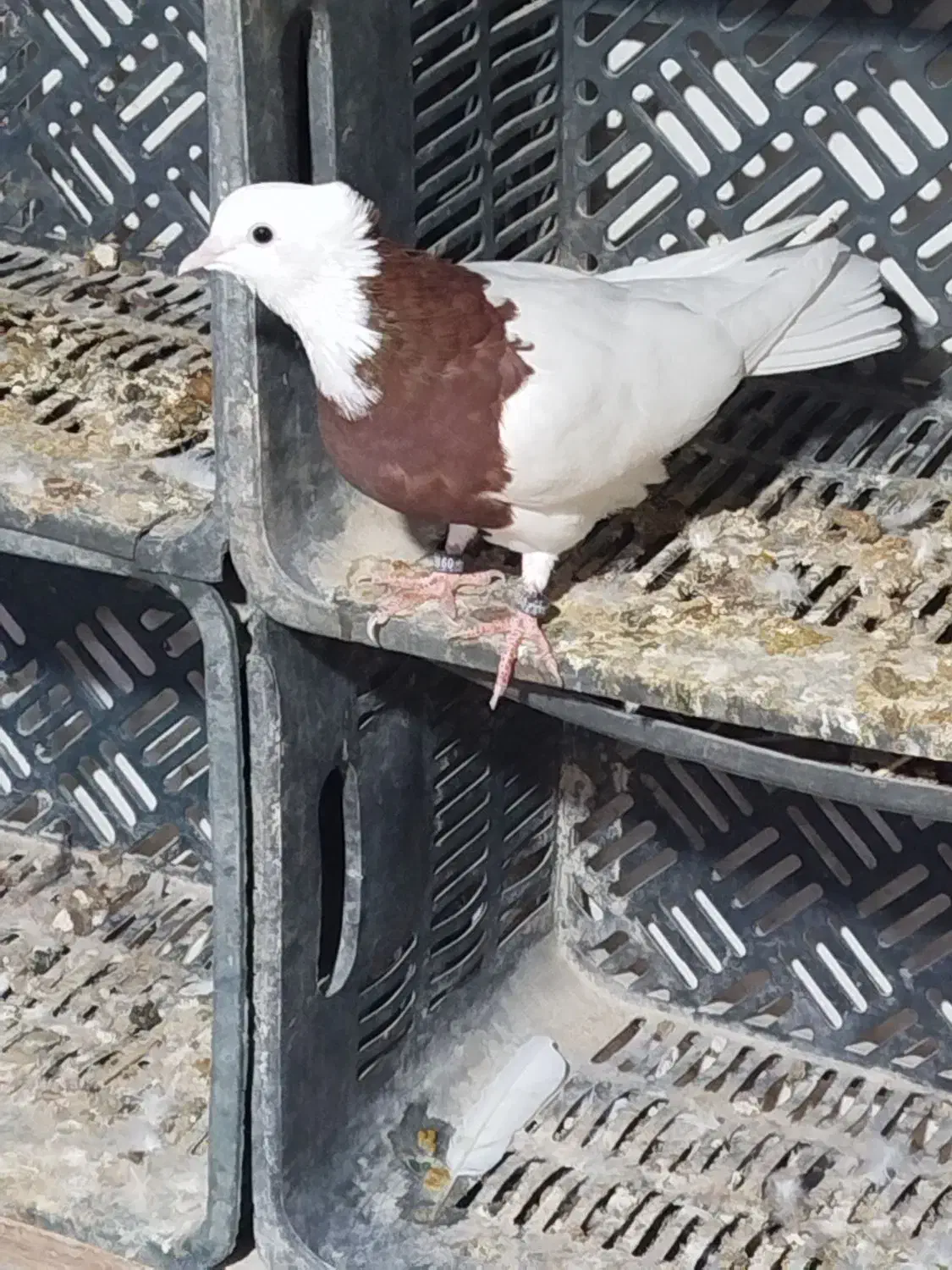 کفترخوب سفید تهرانی زاغ وطوقی آدرس پارسیان|پرنده|پارسیان, |دیوار