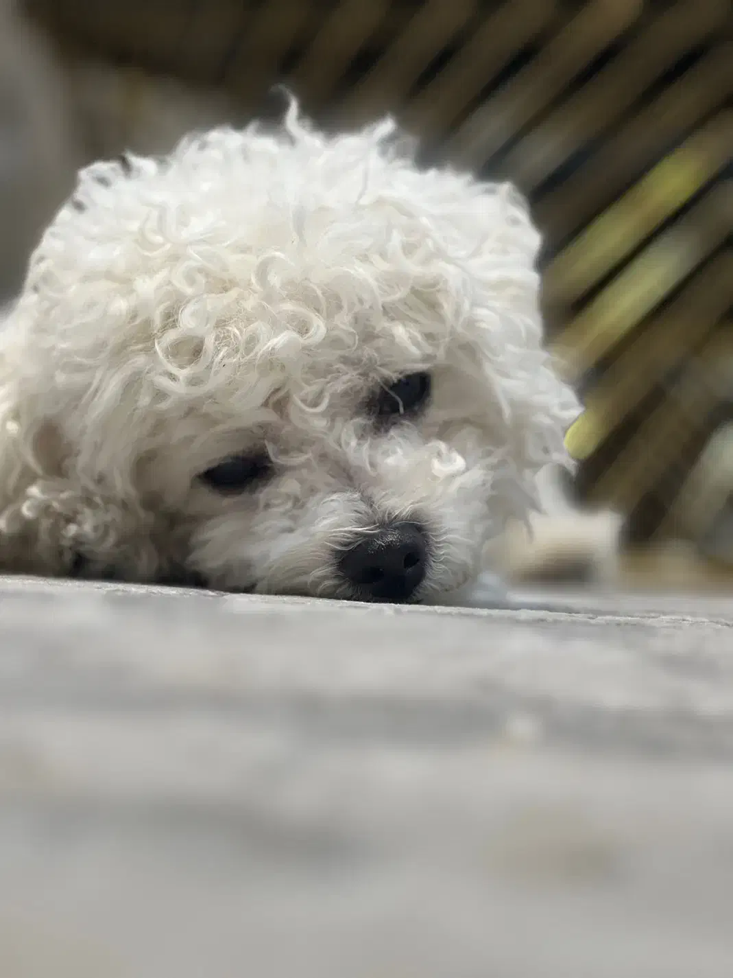 پودل اصیل نر سایز بسیار ریز فقط جهت جفتگیری|سگ|کرج, شهرک بنفشه|دیوار