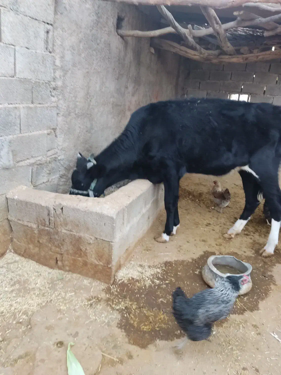 فروش شنگل|حیوانات مزرعه|بهبهان, |دیوار