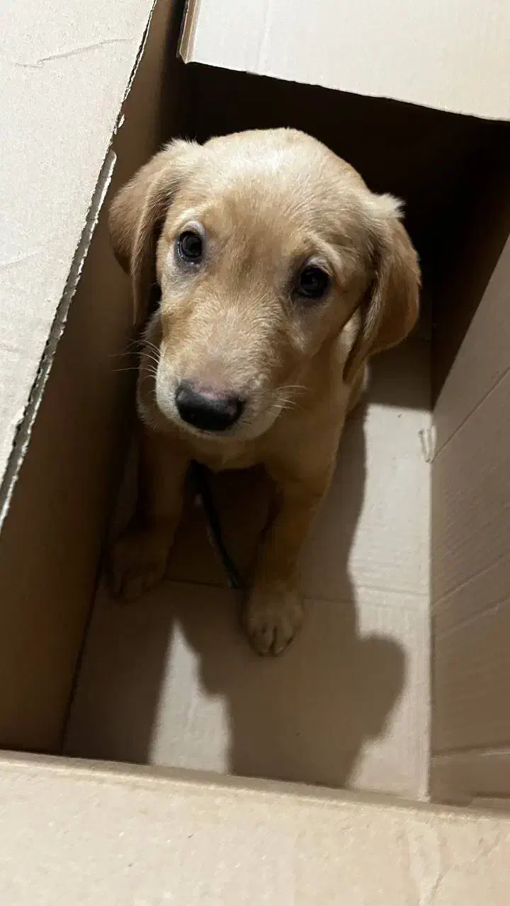 واگذاری گلدن|سگ|کرمان, |دیوار