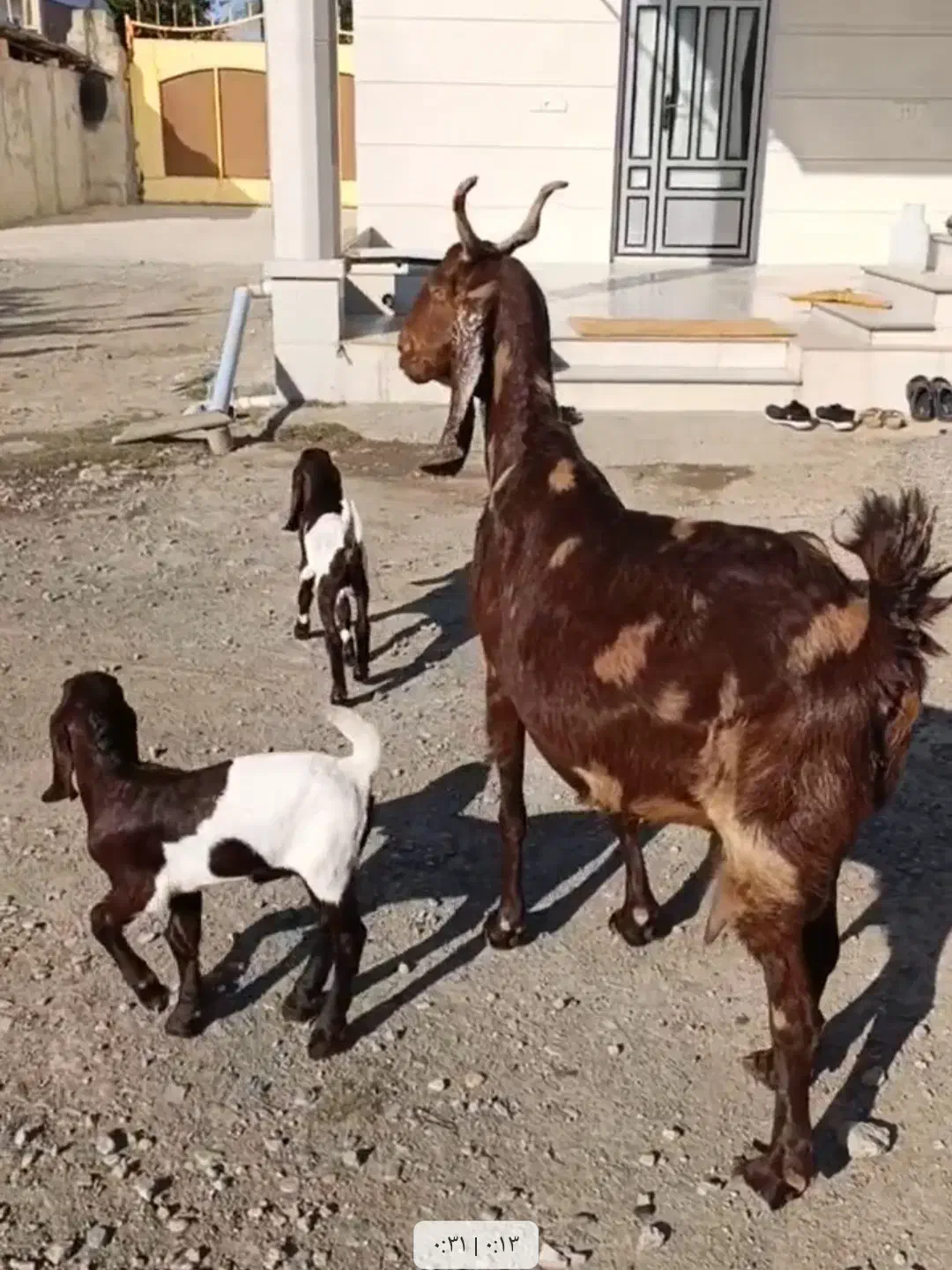 بز و بزغاله|حیوانات مزرعه|سیمین شهر, |دیوار