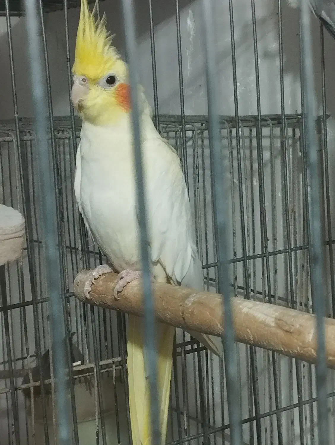 عروس هلندی ماده آماده|پرنده|ابهر, |دیوار