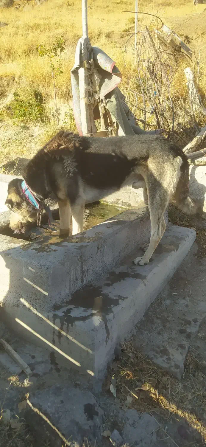 واگذاری سگ عراقی ۳ ساله موقعیت خلخال|سگ|خلخال, |دیوار