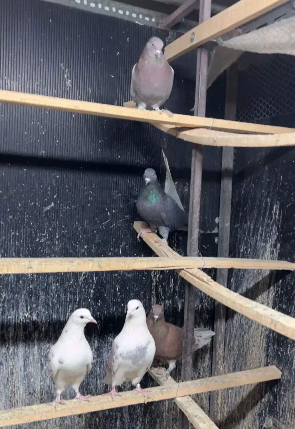 کفتر کبوتر|پرنده|تهران, حکیمیه|دیوار