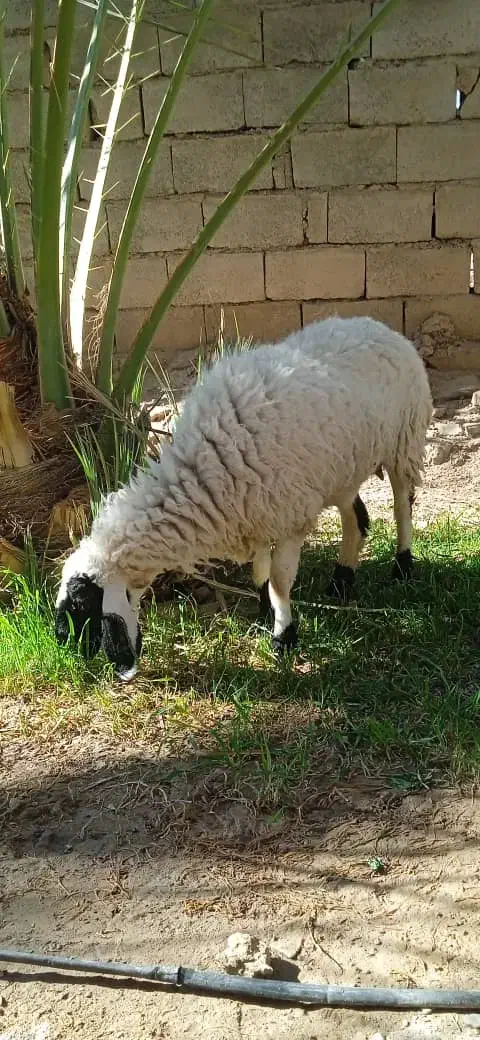 گوسفند میش|حیوانات مزرعه|سیب و سوران, |دیوار