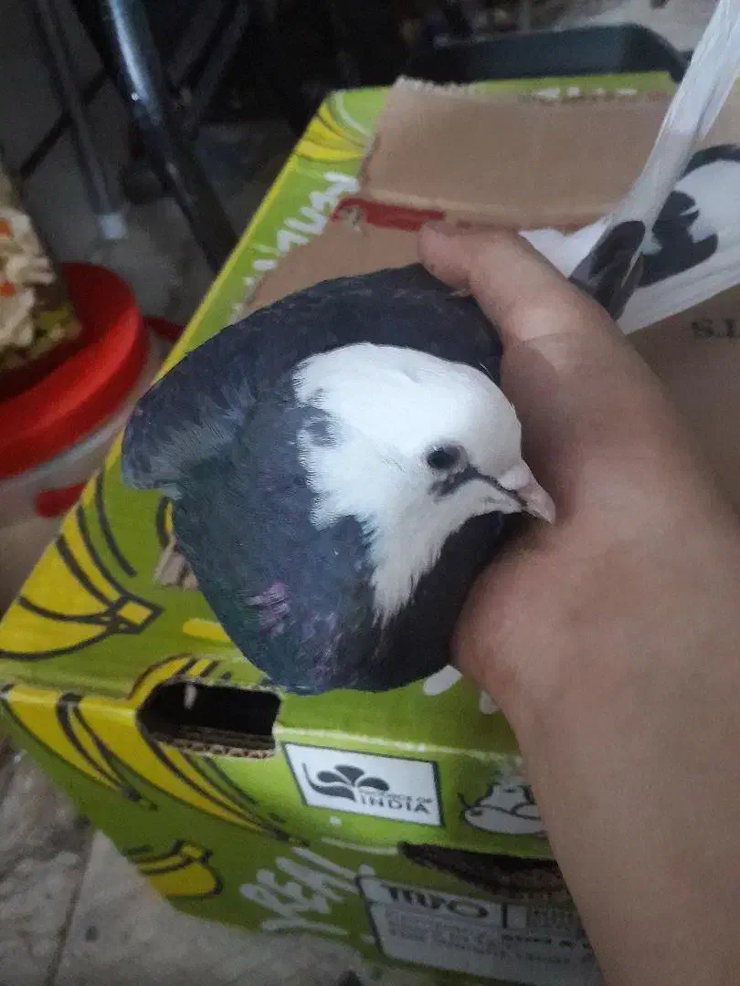 کبوتر پرشی|پرنده|آوج, |دیوار