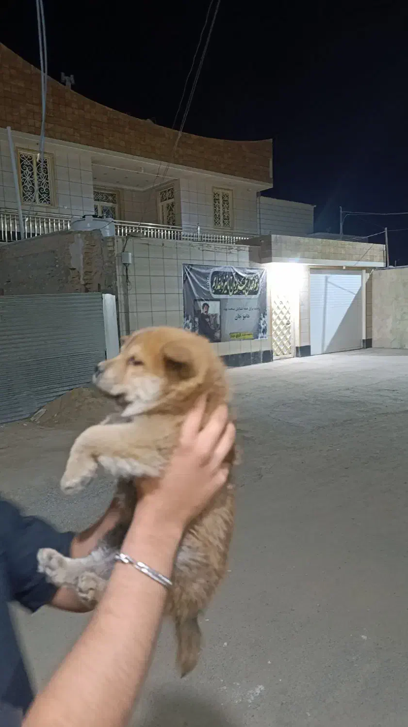 سگ چاو چاو|سگ|گراش, |دیوار