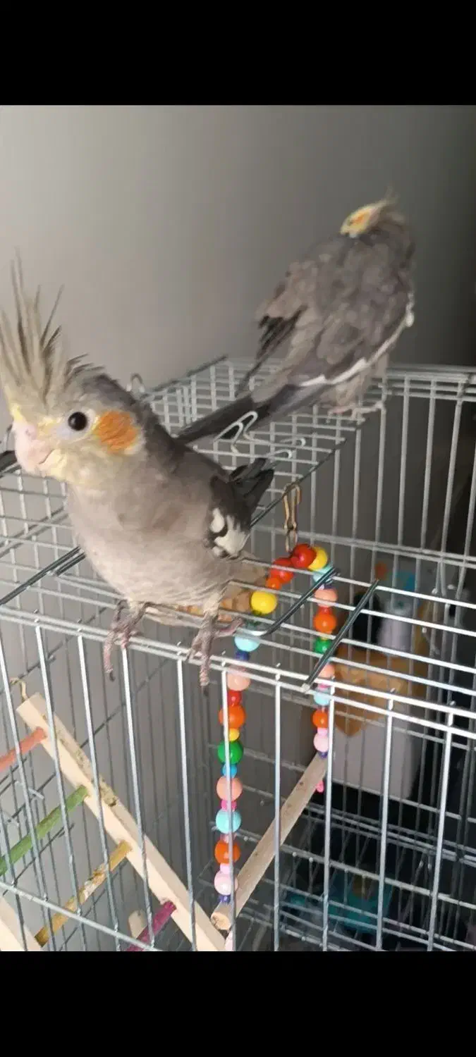 عروس هلندی گم شده. مژدگانی خوب میدم|پرنده|محمدشهر, شهرک پیام (مهرالبرز)|دیوار