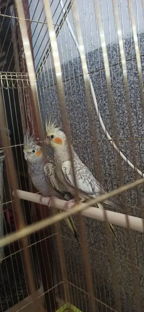 عروس هلندی|پرنده|شیراز, احمدآباد|دیوار