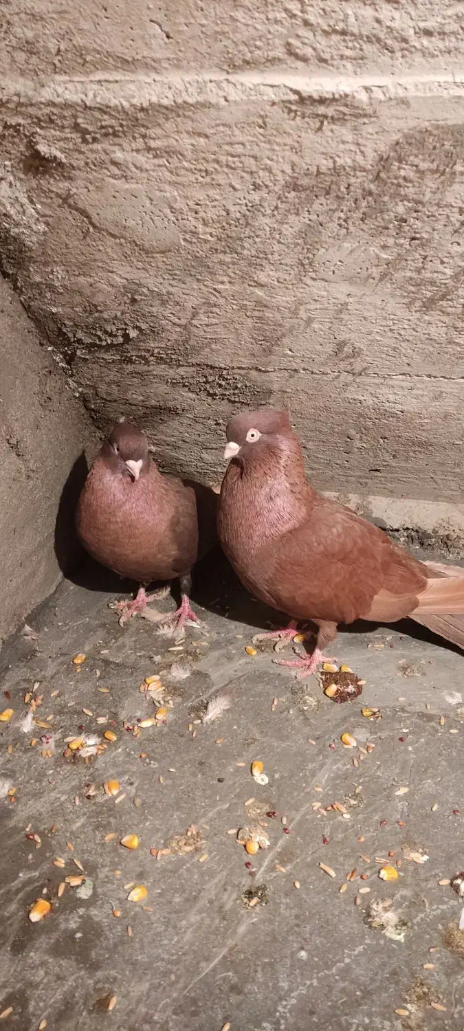 کبوتر صرب|پرنده|بندر امام خمینی, |دیوار