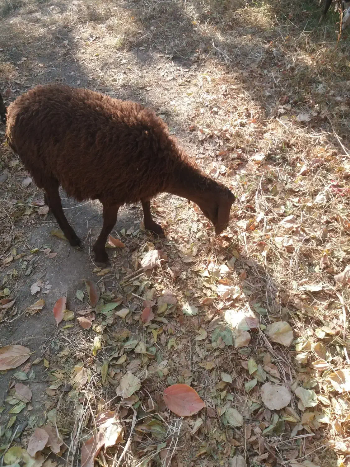 بره ریز دشتی.شهریار شهریار|حیوانات مزرعه|شهریار, رضی آباد بالا|دیوار