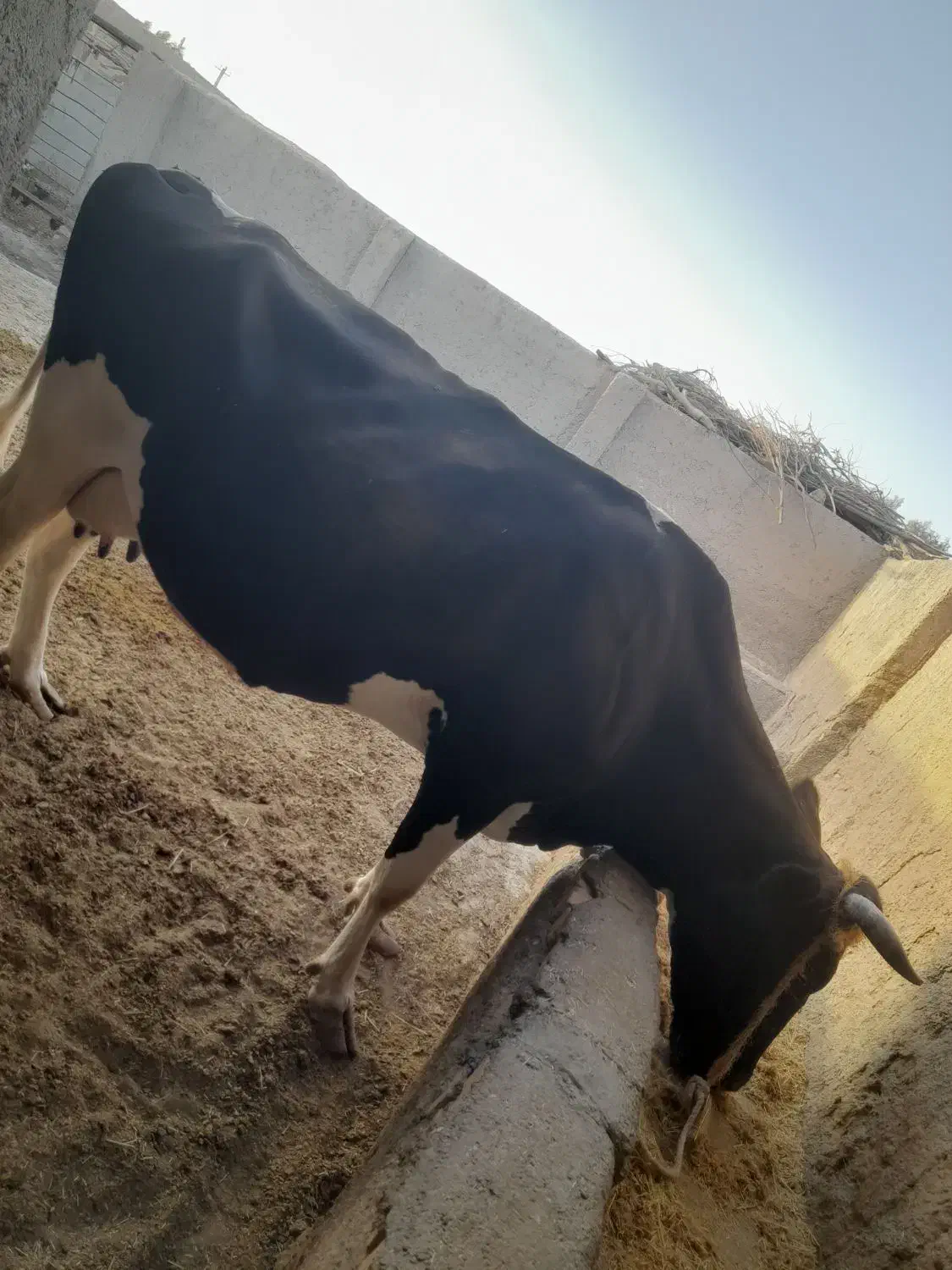 گاو شیری|حیوانات مزرعه|نیمروز, |دیوار