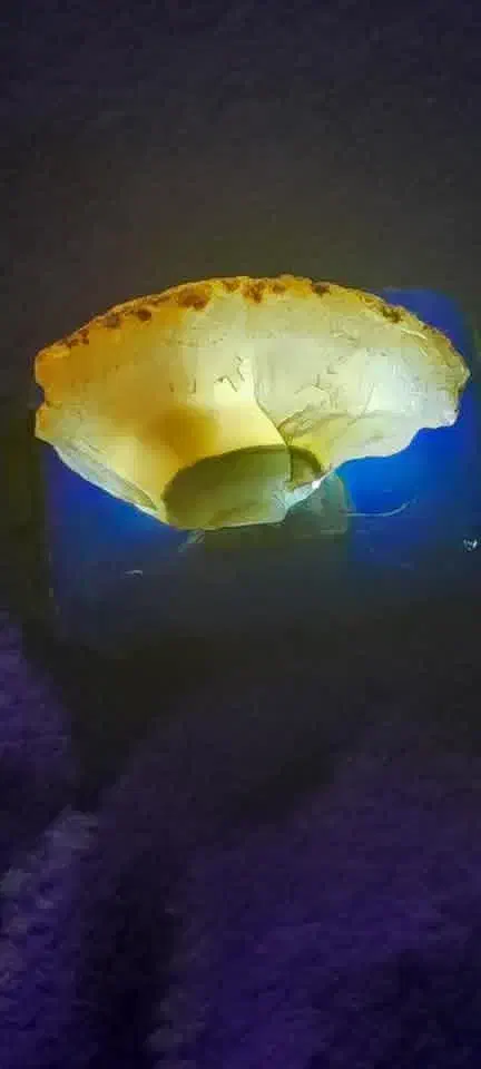 سنگی کم یاب و قدیمی|کلکسیون اشیاء عتیقه|طرقبه, |دیوار