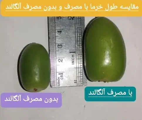 فروش کود جلبک دریایی الگالند|عمدهفروشی|بندرعباس, |دیوار